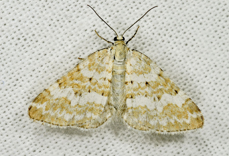Geometridae - Perizoma albulata